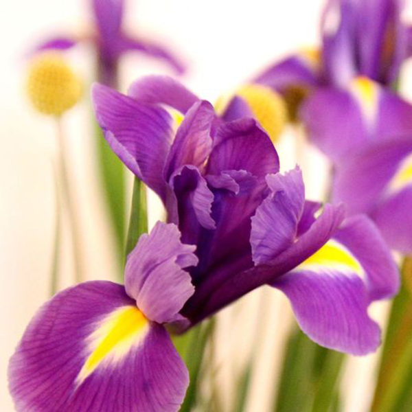 eine echt wunderschöne Blume die seltene pflegeleichte Kap-Iris ! 
