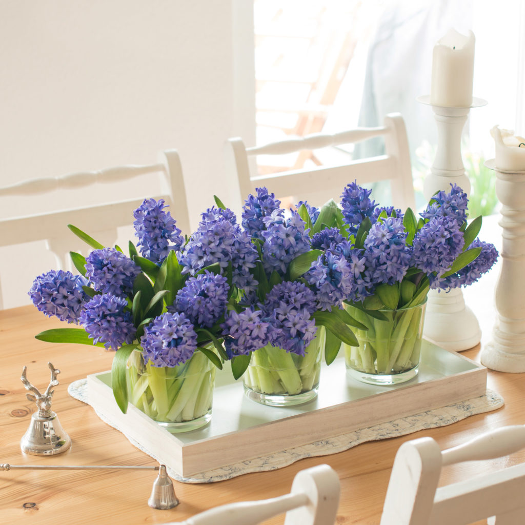 lila-blau-violett-Hyazinthen-Hyacinthus