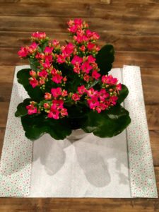 Topfpflanze dekorieren für DIY-Muttertagsgeschenk
