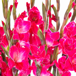 Gladiolen kaufen bei Bloomy Days