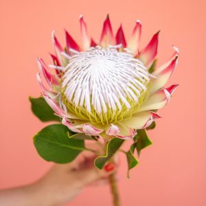 Protea kaufen bei Bloomy Days