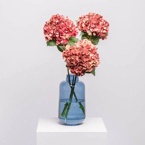 bloomydays.com | Pinke Hortensien