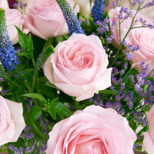 Rosen, Limonium & Veronica 