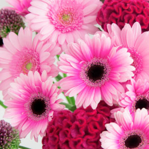 Germini, Celosia, Allium