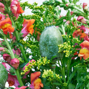 Löwenmäulchen, Solidago, Mohnkapseln