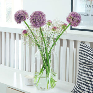 Allium, Miniallium, Schleierkraut