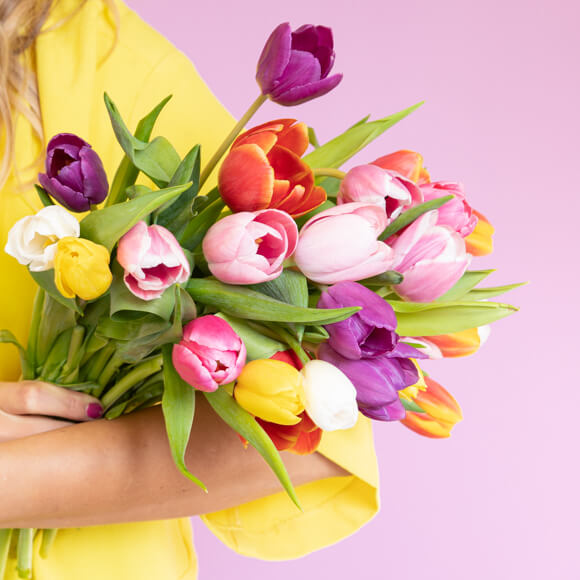 Bunte Tulpen