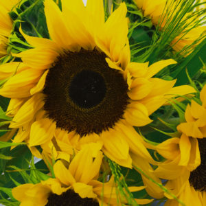 Sonnenblumen, Panicum