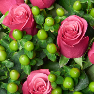 Rosen, Hypericum