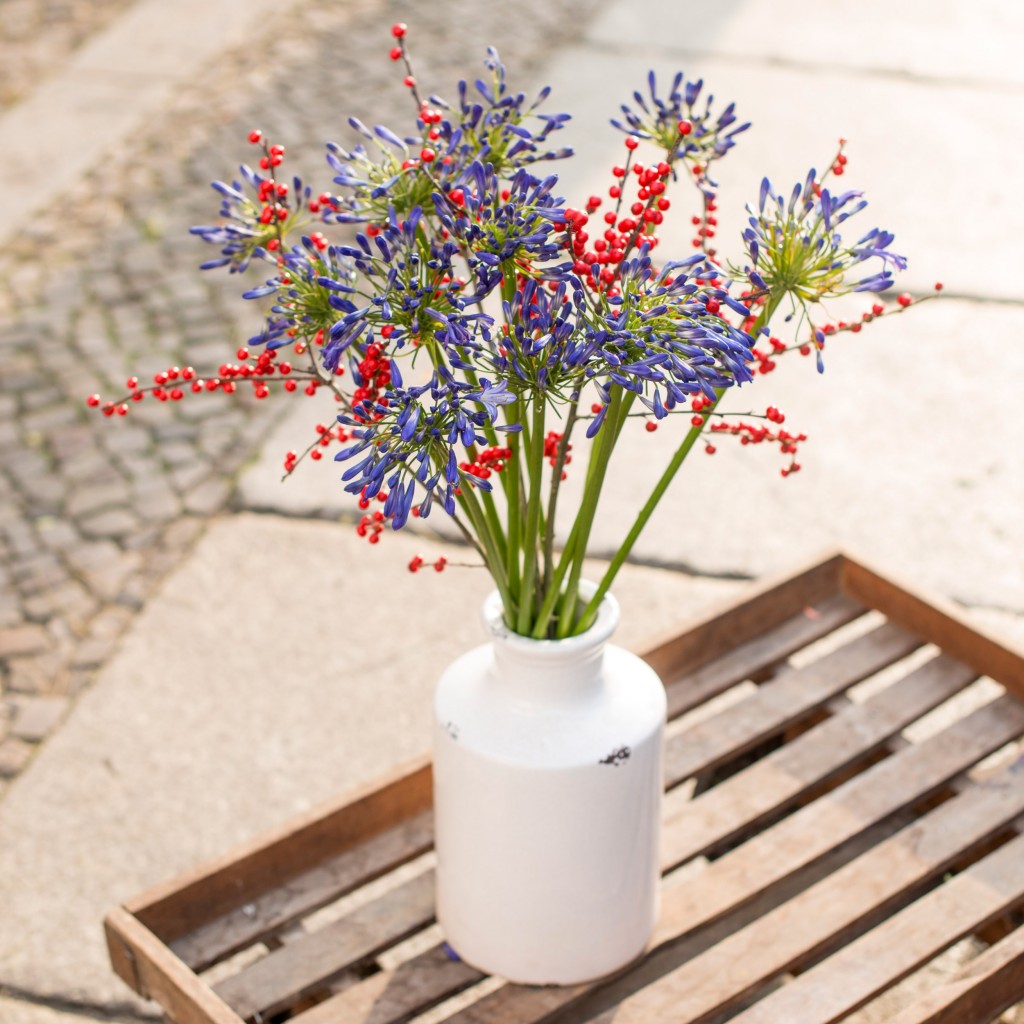 ilex-agapanthus