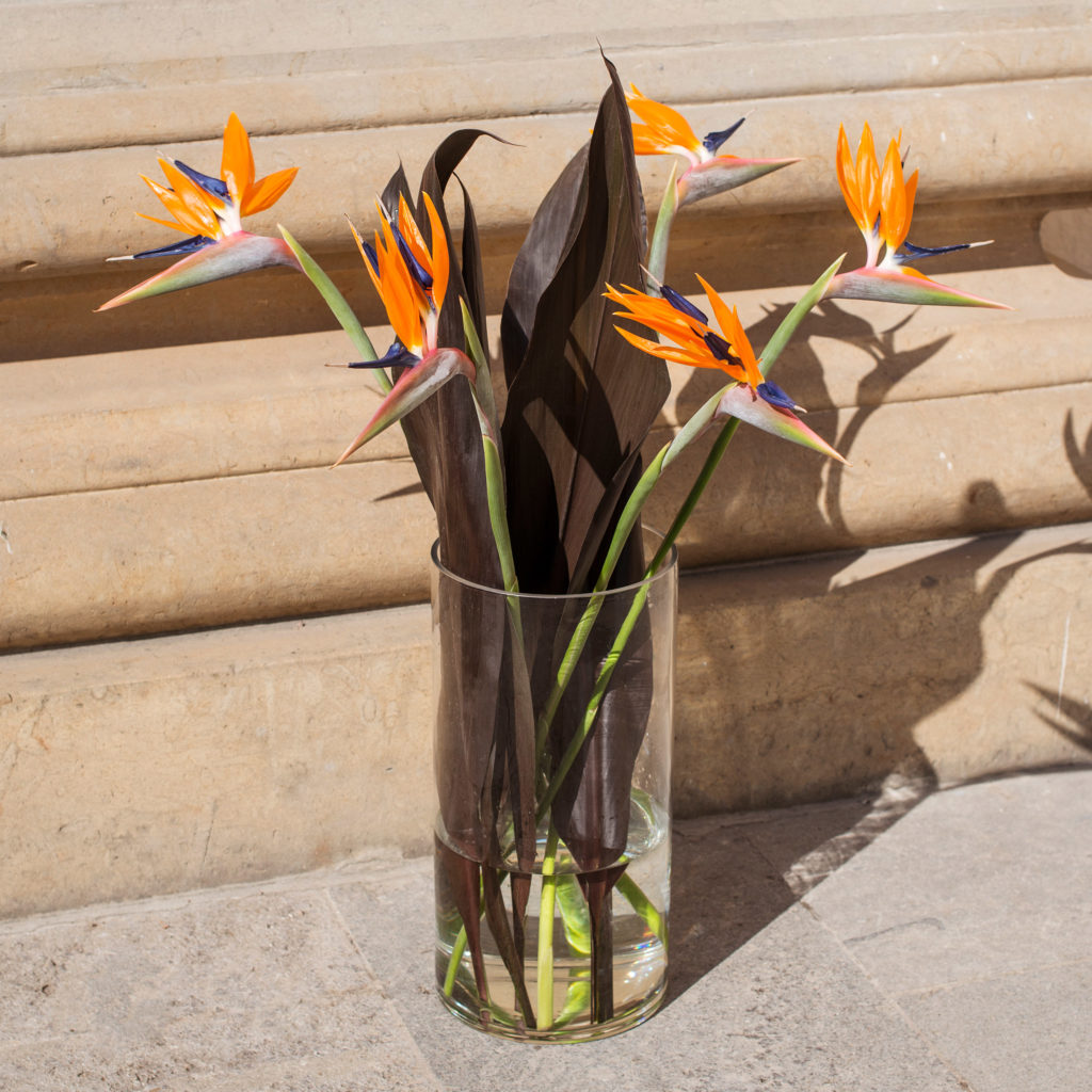 Strelitzie-Strelitzia-Paradisvogelblume-Papageienblume