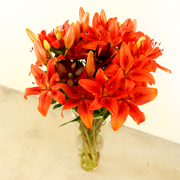 orange-Lilien-Lilium-mit-Silberbaeume-Leucadendron