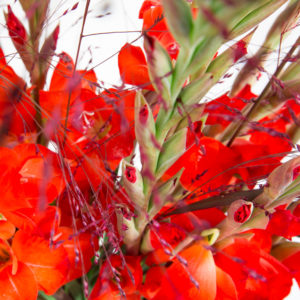 Gladiolen und Panicum