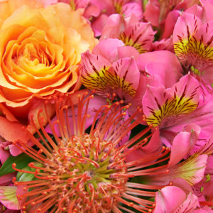 Inkalilien, Nadelkissen, Rosen