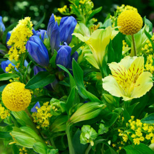 Enzian, Inkalilien, Solidago, Craspedia