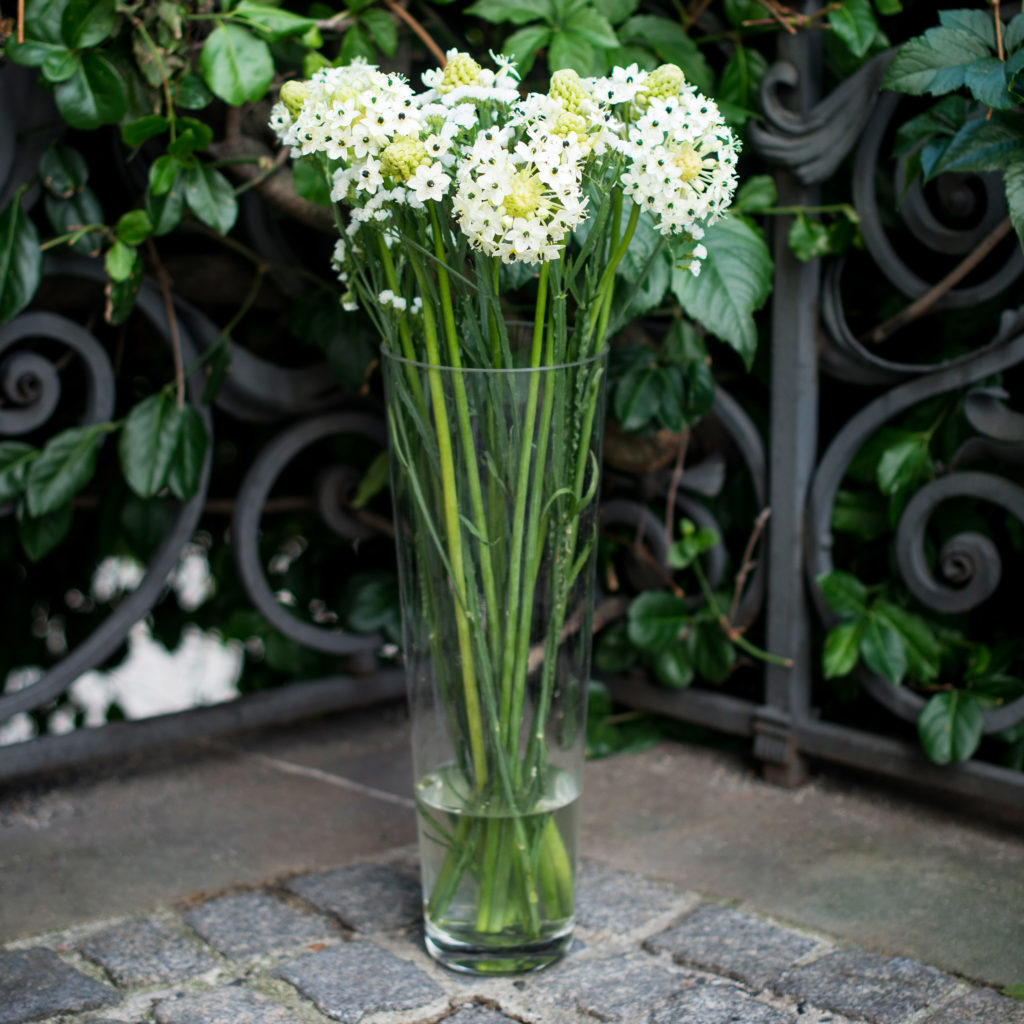 Milchstern-Ornithogalum-Strandflieder-Limonium