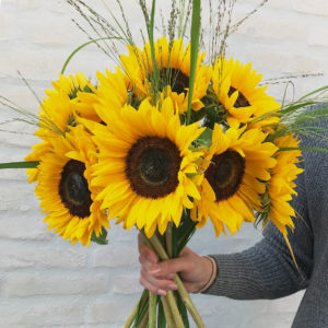 Sonnenblumen, Panicum