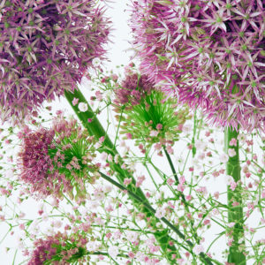 Allium, Miniallium, Schleierkraut