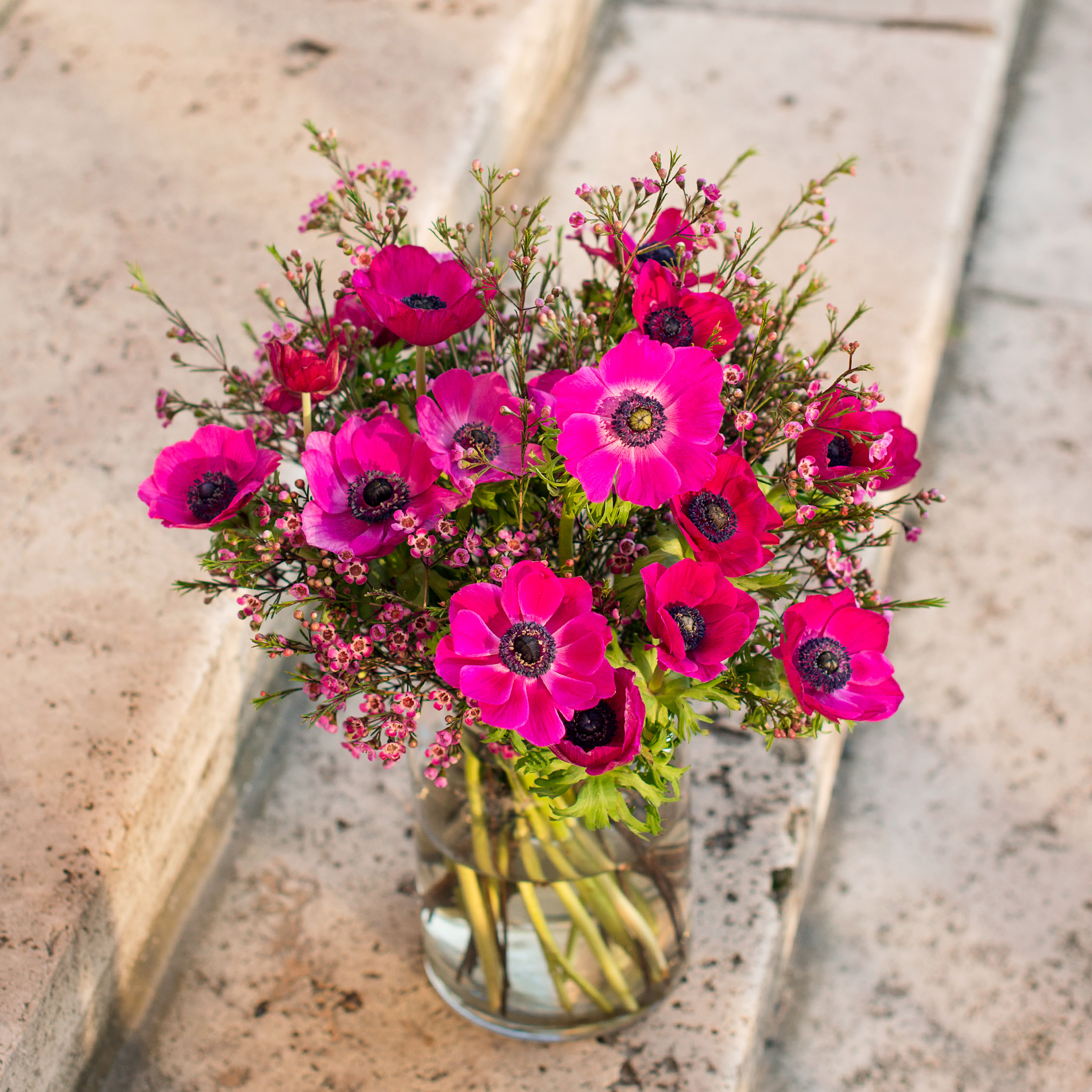 pinke-Windroeschen-Anemone-Hakige_Chamelaucium-uncinatum