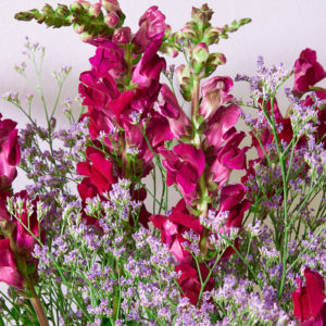 Löwenmäulchen & Limonium