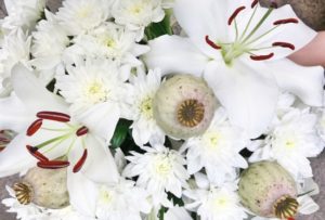 Blumen-der-Woche