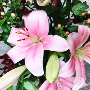 Lilien, Kängurufüßchen, Hypericum