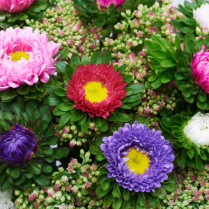 Sommerastern, Sedum
