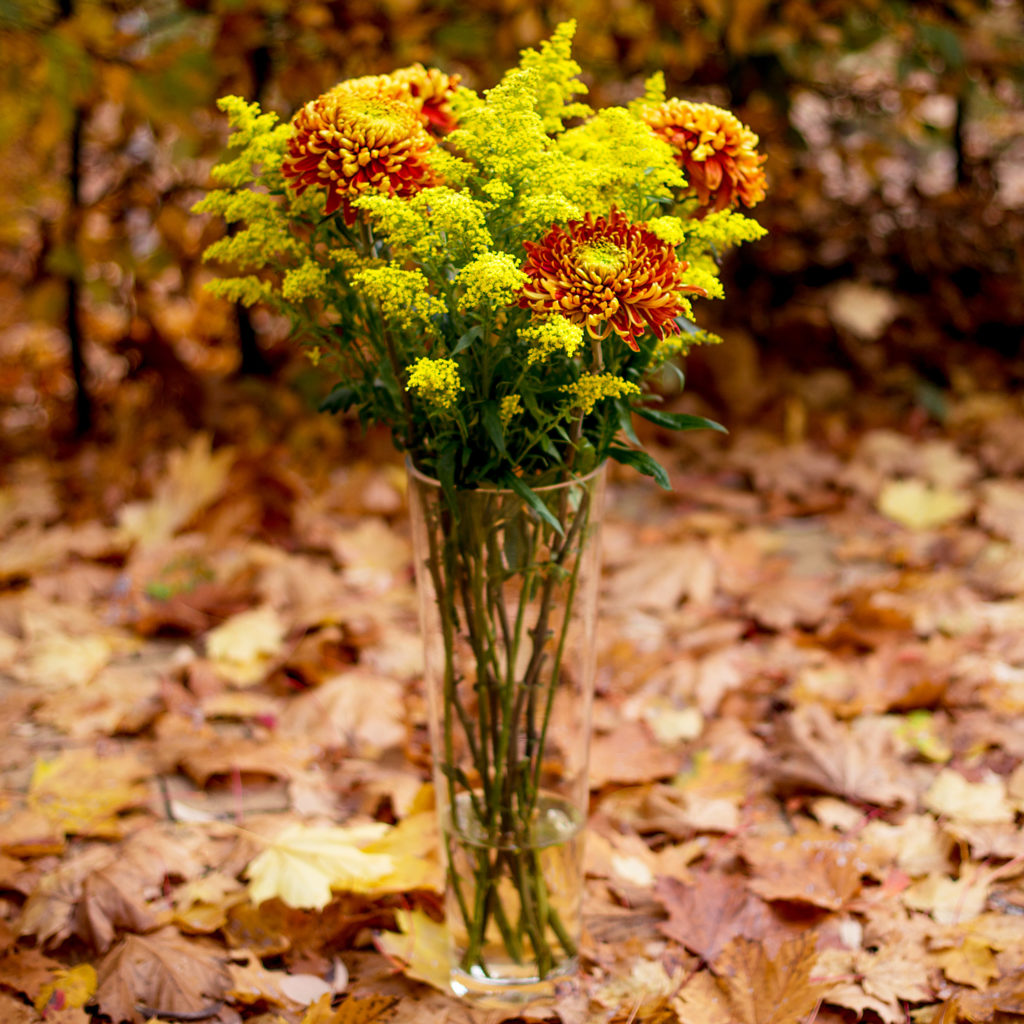 Edelchrysanthemen-Solidago