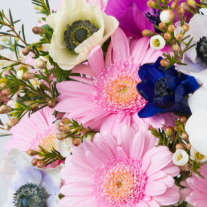 Germini, Anemonen, Wachsflower
